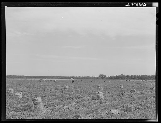 Potato field in Belcross, North Carolina
