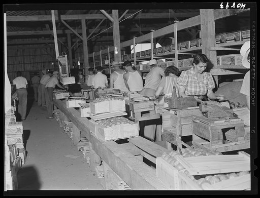 Wrapping tomatoes in the Kings Creek Packing Company. Kings Creek, Maryland. The wrappers are usually from Florida and are highly skilled and seem to be well paid