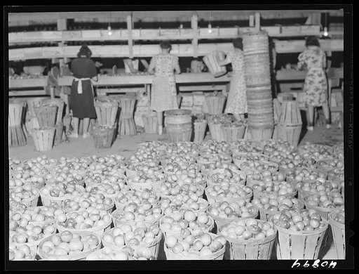 Untitled photo, possibly related to: Green tomatoes waiting to be graded and packed at Kings Creek Packing Company, Kings Creek, Maryland