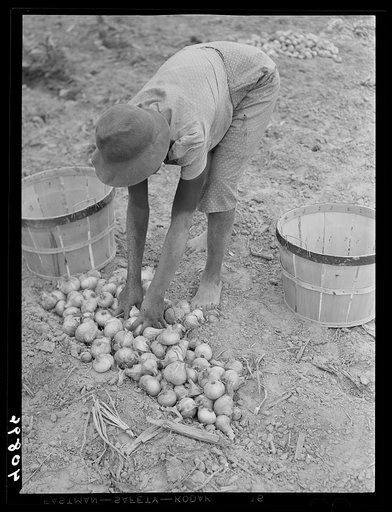 Florida migratory worker gathering onions in a field near Accomac, Virginia