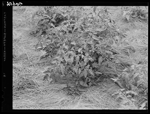 Untitled photo, possibly related to: Mulching around a young tomato plant. Princess Anne, Maryland