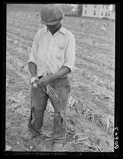 Migratory agricultural worker cutting off top on onions in a field near Cedarville, New Jersey
