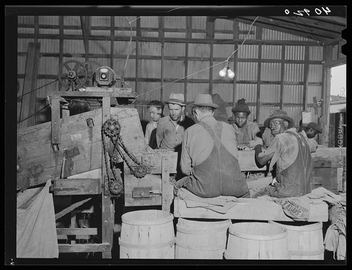 In the potato grading station at Belcross, North Carolina. Grader men were getting twenty cents an hour