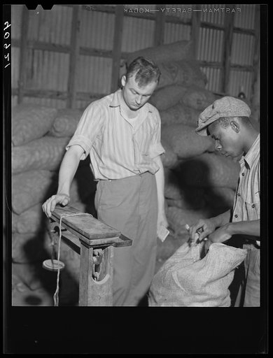 Weighing potatoes at the grading station at Belcross, North Carolina