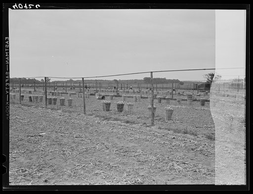 Onion field employing migratory labor near Cedarville, New Jersey