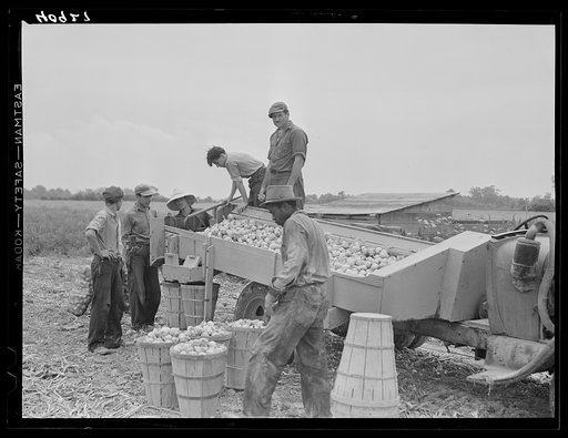 Untitled photo, possibly related to: Migratory agricultural workers at an onion grader near Cedarville, New Jersey