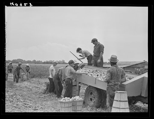 Migratory agricultural workers at an onion grader near Cedarville, New Jersey