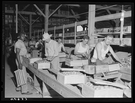 Florida tomato wrappers at work in the Kings Creek Canning Company at Kings Creek, Maryland