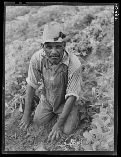 Migratory potato picker from Florida at work in the fields of T.C. Sawyer of Belcross, North Carolina