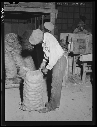 Migratory agricultural worker from Florida sewing potato sacks at a grading station at Belcross, North Carolina