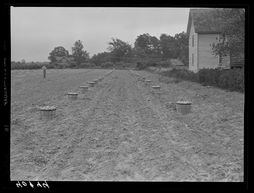 Untitled photo, possibly related to: Migratory workers in an onion field near Accomac, Virginia