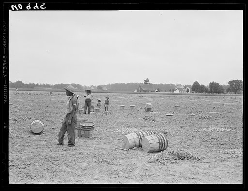 Migratory workers in an onion field near Accomac, Virginia