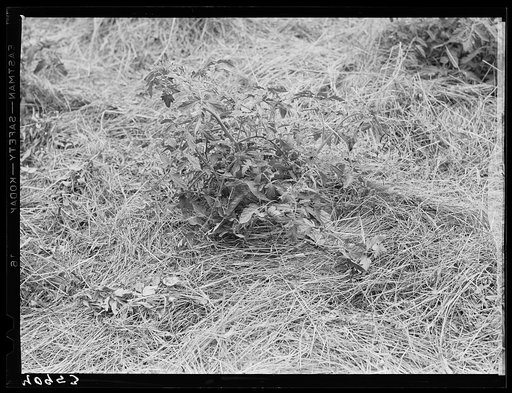 Mulching around a young tomato plant. Princess Anne, Maryland