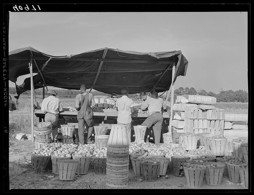 Grading tomatoes at the Kings Creek Packing Company. Kings Creek, Maryland