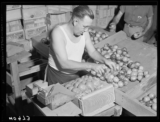 Florida tomato wrapper at work on a farm near Westover, Maryland