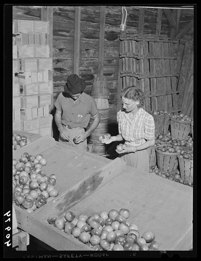 Migratory workers grading tomatoes on a farm near Westover, Maryland