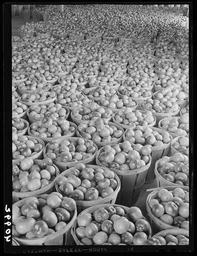 Green tomatoes waiting to be wrapped and shipped at the Kings Packing Company. Kings Creek, Maryland