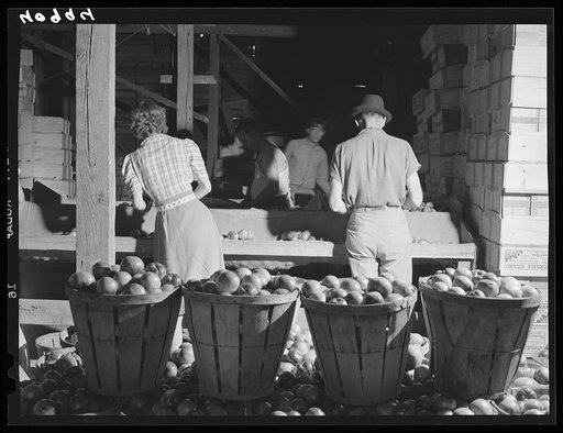 Grading tomatoes on a farm near Westover, Maryland