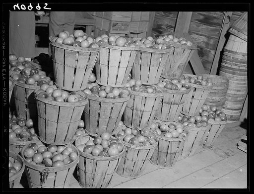 Baskets of green tomatoes at a farm near Westover, Maryland