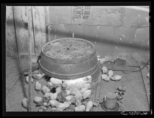 A chicken brooder made out of an old washtub by FSA (Farm Security Administration) client Harry Handy. Scotland, Maryland