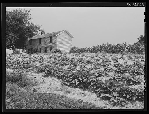 Untitled photo, possibly related to: The house of Luke Barnes, FSA (Farm Security Administration) client, with part of the garden. Scotland, Maryland