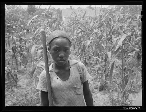 Untitled photo, possibly related to: One of the children of FSA (Farm Security Administration) client Harry Handy. The plot of corn as well as the rest of their garden has come about through FSA aid. Scotland, Maryland