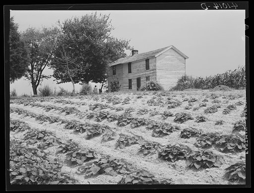 The house of Luke Barnes, FSA (Farm Security Administration) client, with part of the garden. Scotland, Maryland