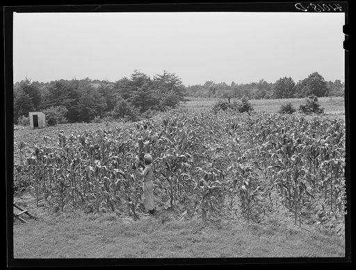 Untitled photo, possibly related to: FSA (Farm Security Administration) client John Barnes, standing in his cornfield which is part of his home garden. Ridge, Maryland