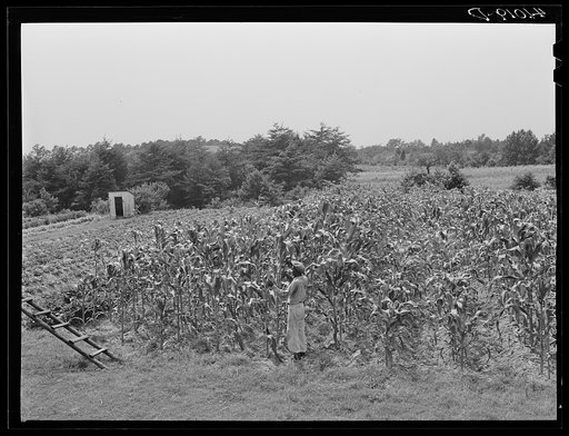 FSA (Farm Security Administration) client John Barnes, standing in his cornfield which is part of his home garden. Ridge, Maryland