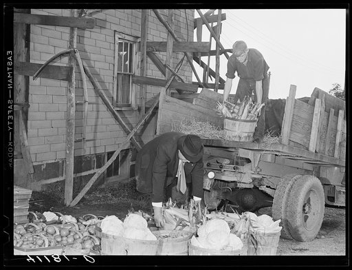 Loading produce to be taken to Tri-County Farmers Co-op Market in Du Bois, Pennsylvania, at the Knees farm near Penfield, Pennsylvania