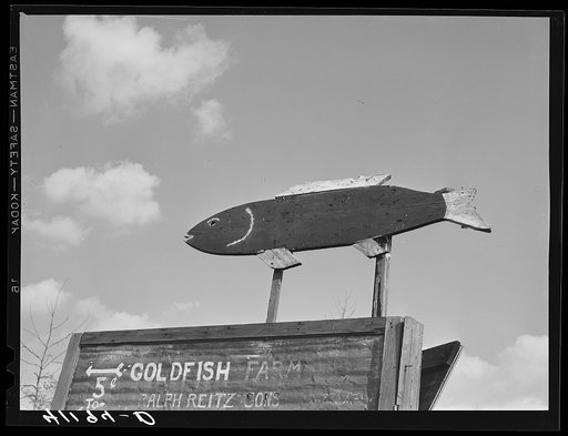 Sign at Reitz's farm advertising goldfish for sale. Ralph Reitz is a member of the Tri-County Farmers Co-op Market at Du Bois, Pennsylvania. His farm is near Falls Creek, Pennsylvania
