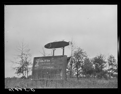 Sign at Reitz's farm advertising goldfish for sale Ralph Reitz is a member of the Tri-County Farmers Co-op Market at DuBois, Pennsylvania. His farm is near Falls Creek, Pennsylvania