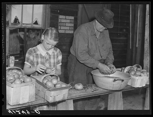 Preparing tomatoes for sale at the Tri-County Farmers Co-op Market at Du Bois, Pennsylvania, on the farm of Mr. Kness near Penfield, Pennsylvania