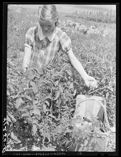 Untitled photo, possibly related to: Picking tomatoes for sale at the Tri-County Farmers Co-op Market at the Du Bois, Pennsylvania, at the farm of Mr. Kness, near Penfield, Pennsylvania