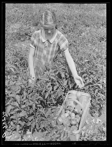 Picking tomatoes for sale at the Tri-County Farmers Co-op Market at the Du Bois, Pennsylvania, at the farm of Mr. Kness, near Penfield, Pennsylvania
