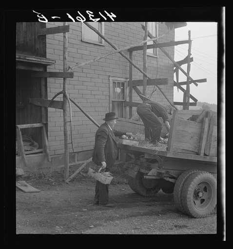 Mr. Kness, on his farm near Penfield, Pennsylvania, loading produce for sale at the Tri-County Farmers Co-op Market in Du Bois, Pennsylvania