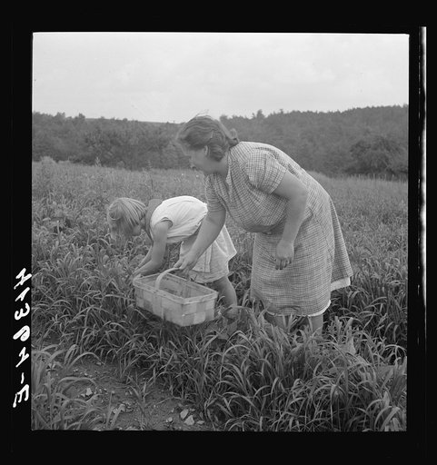 Untitled photo, possibly related to: Mrs. Merritt Bundy and her daughter picking beans for sale at the Tri-County Farmers Co-op Market in Du Bois, Pennsylvania on their farm near Penfield, Pennsylvania