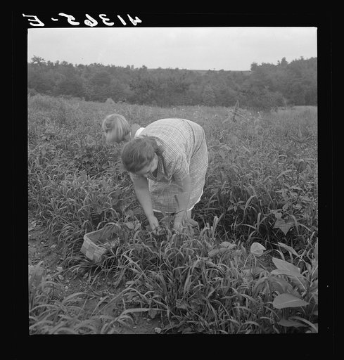 Untitled photo, possibly related to: Mrs. Merritt Bundy and her daughter picking beans for sale at the Tri-County Farmers Co-op Market in Du Bois, Pennsylvania on their farm near Penfield, Pennsylvania
