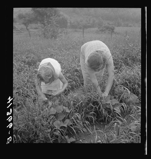Mrs. Merritt Bundy and her daughter picking beans for sale at the Tri-County Farmers Co-op Market in Du Bois, Pennsylvania on their farm near Penfield, Pennsylvania