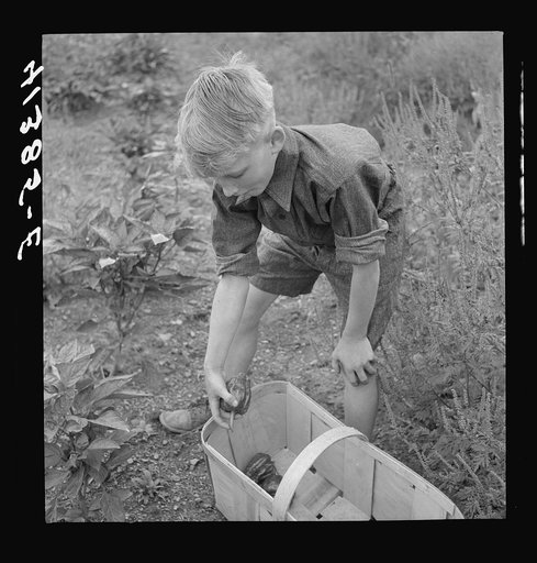 Charles Reitz picking peppers on their farm near Falls Creek, Pennsylvania for sale at the Tri-County Farmers Co-op market in Du Bois, Pennsylvania