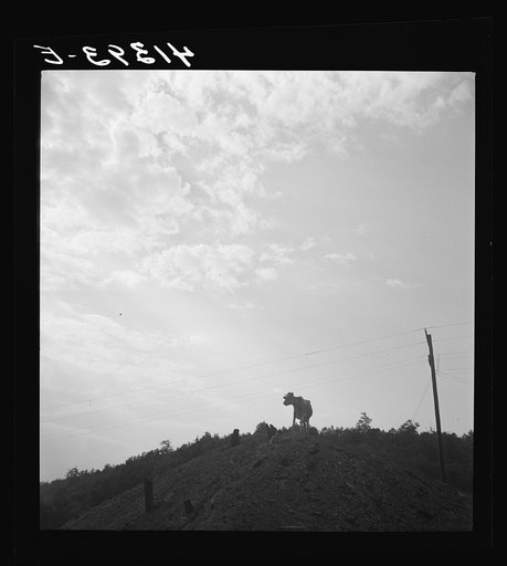 Cow on slagplile. Coal Hollow, Pennsylvania