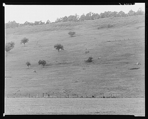 Cows grazing on a hill side along Route 255, just north of Penfield, Pennsylvania