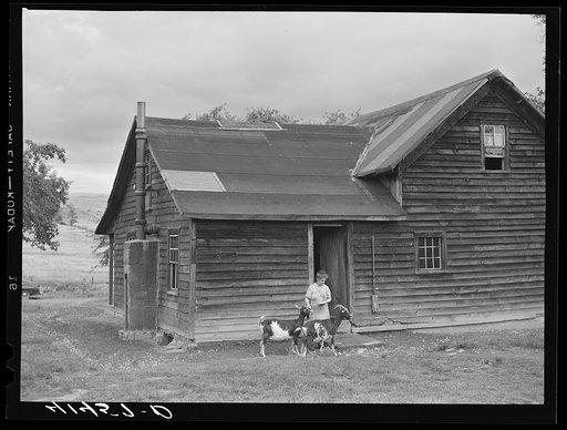 Mrs. Ben Harris, feeding her goats outside her house in the submarginal farm area of Rumsey Hill, near Erin, New York