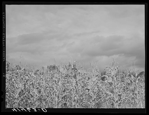 Frostbitten corn in Rumsey Hill. They had a very early frost. Near Erin, New York