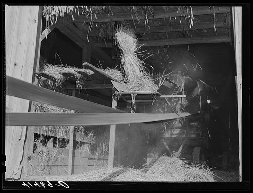 Threshing in the barn of Mr. Alfred Shaffner in the submarginal area of Sugar Hill, near Townsend, New York
