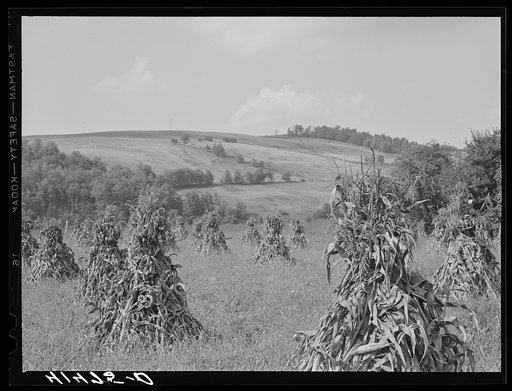 Corn and farm country around Sugar Hill, submarginal area near Townsend, New York