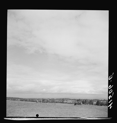 Untitled photo, possibly related to: Goat on a farm on Route 79, five miles west of Ithaca, New York