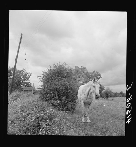 Untitled photo, possibly related to: Horses in field along Route 79, two miles east of Mecklenburg, New York