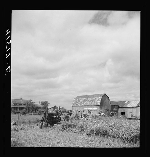 Untitled photo, possibly related to: Farmer cutting a field of buckwheat along Route 79, near Ithaca, New York