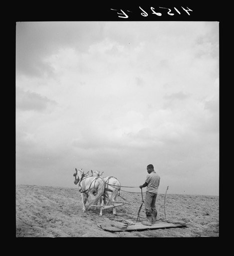 Young Negro farmer working in the field of Mr. Miller's farm. Mr. Miller is the only Negro farmer in the submarginal area of Rumsey Hill, near Erin New York